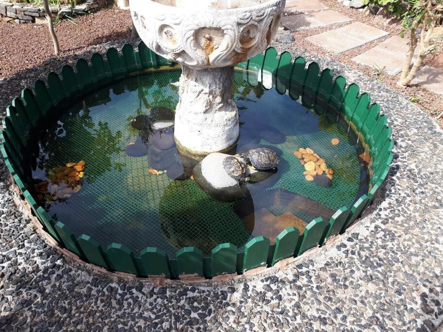 Apartamento Tranquilo En Una Casa Con Jardin Сан-Крістобаль-де-ла-Лагуна Екстер'єр фото