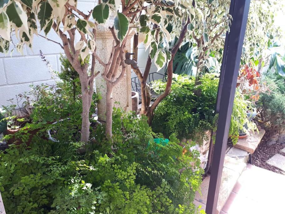 Apartamento Tranquilo En Una Casa Con Jardin Сан-Крістобаль-де-ла-Лагуна Екстер'єр фото